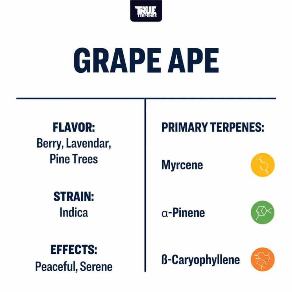 True Terpenes- Grape Ape Strain Profile - Image 3