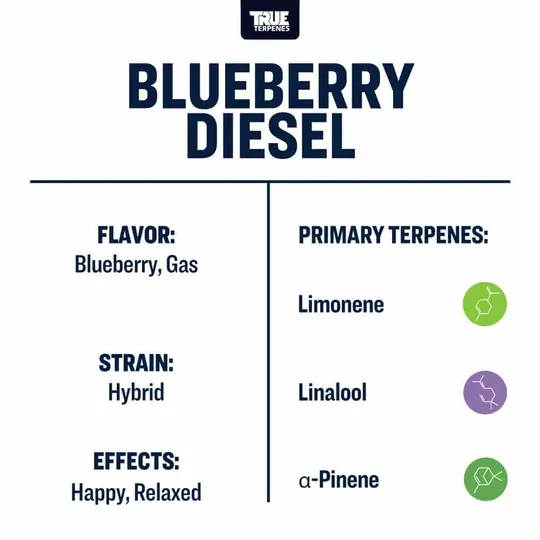 True Terpenes- Blueberry Diesel - Live Alchemy 5ml - Image 3